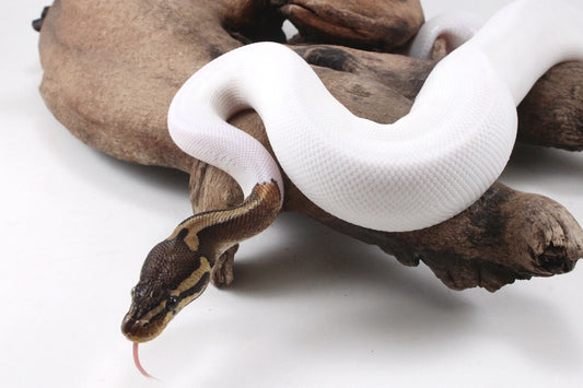 Pastel Chocolate Pied h. OG Ball Python