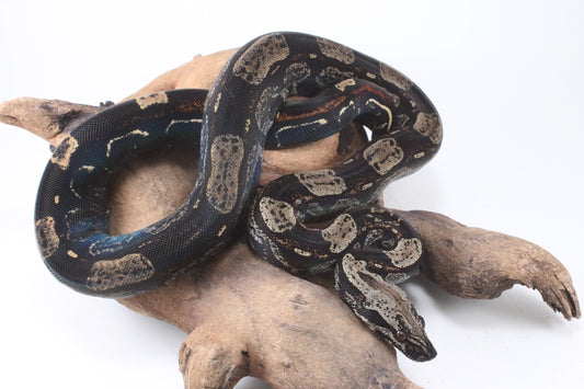 IMG Roswell Ladder Tail Colombian Boa