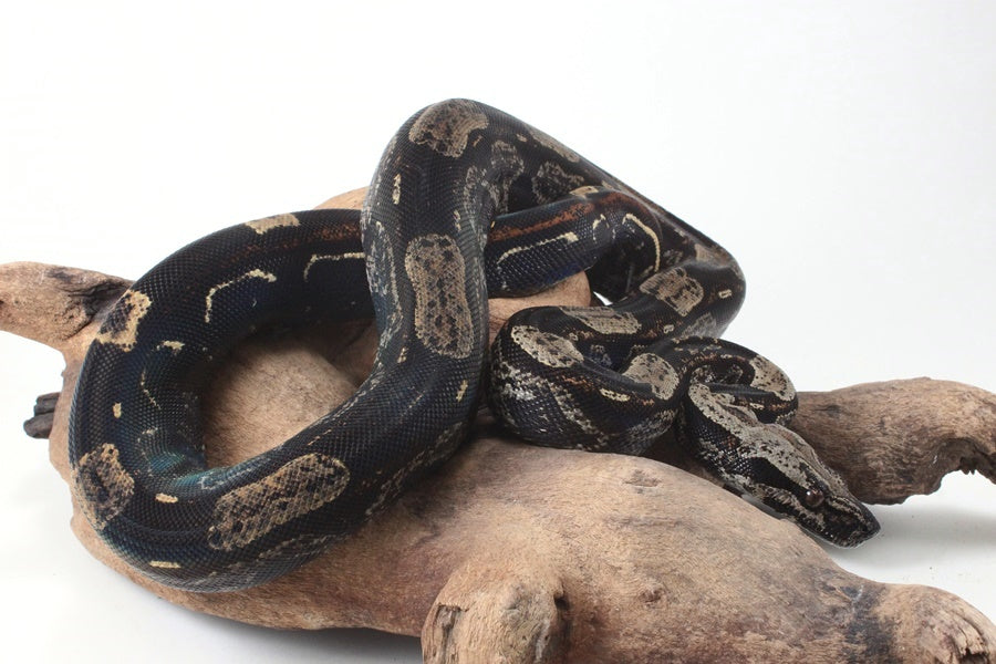 IMG Roswell Ladder Tail Colombian Boa