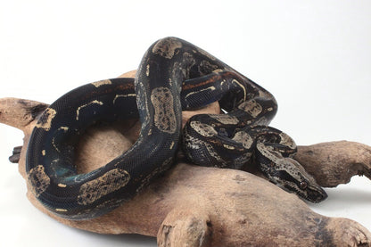 IMG Roswell Ladder Tail Colombian Boa