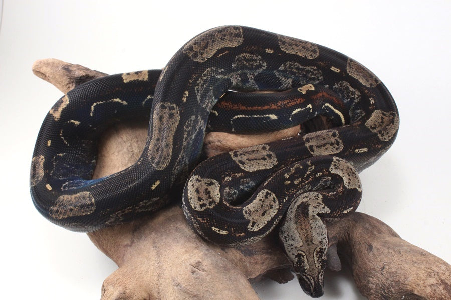 IMG Roswell Ladder Tail Colombian Boa