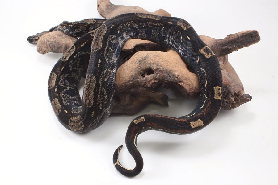 IMG Roswell Ladder Tail Colombian Boa