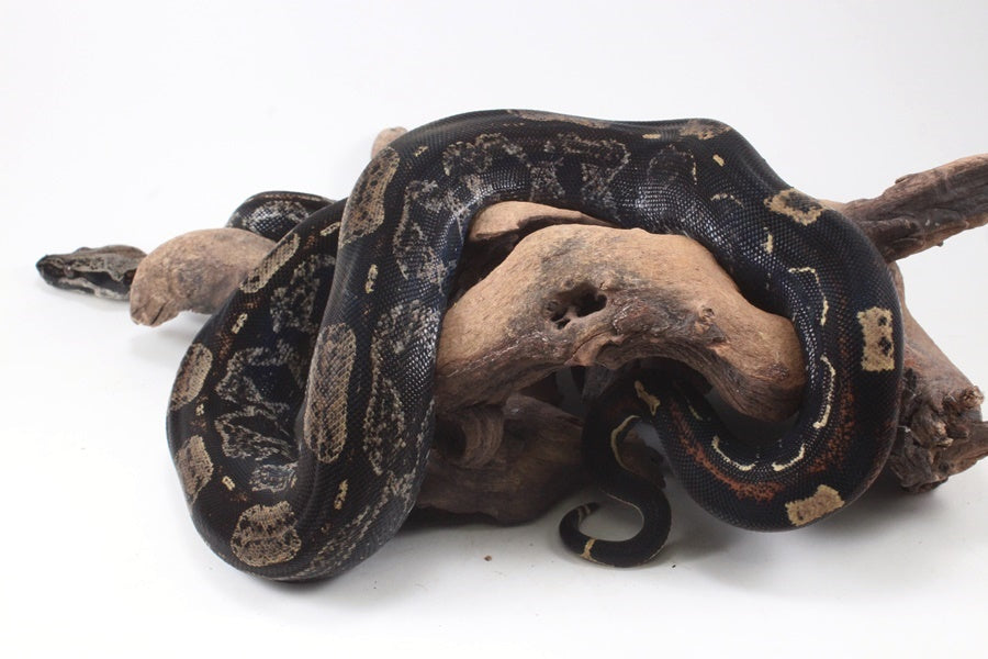 IMG Roswell Ladder Tail Colombian Boa