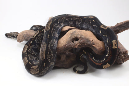 IMG Roswell Ladder Tail Colombian Boa