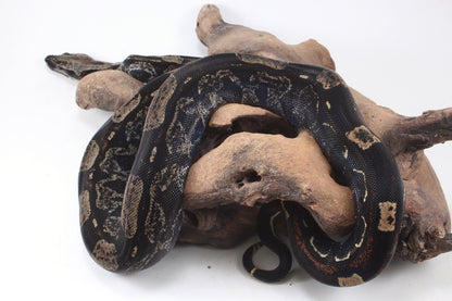 IMG Roswell Ladder Tail Colombian Boa