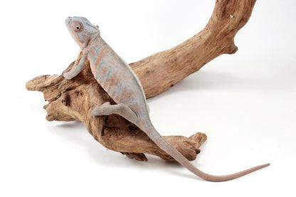 Nosy Be Panther Chameleon