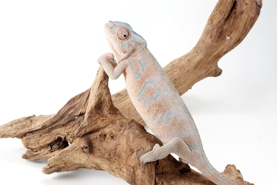 Nosy Be Panther Chameleon