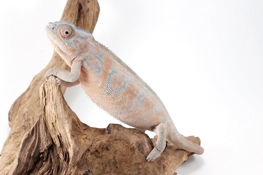 Nosy Be Panther Chameleon