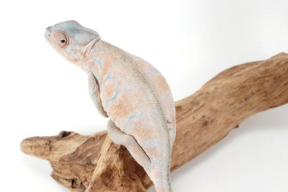 Nosy Be Panther Chameleon