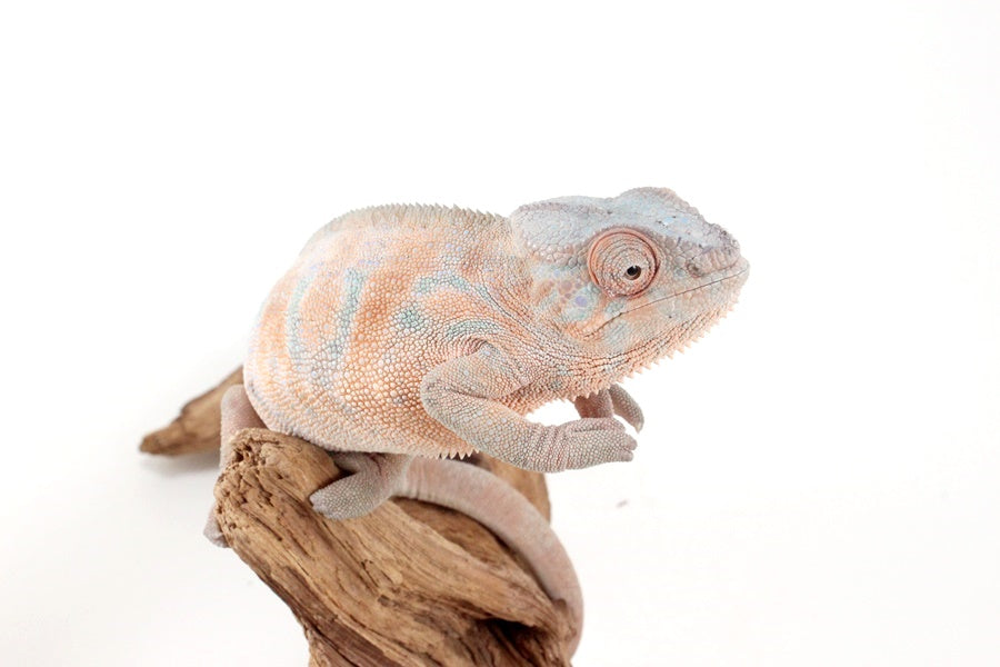 Nosy Be Panther Chameleon