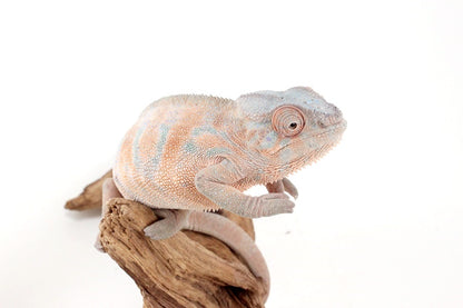 Nosy Be Panther Chameleon
