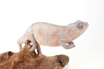 Nosy Be Panther Chameleon