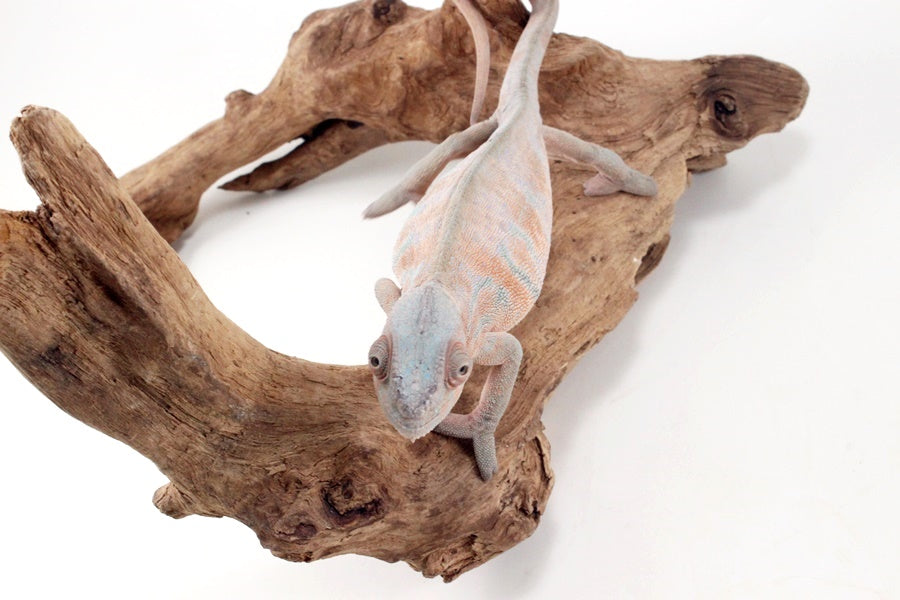 Nosy Be Panther Chameleon