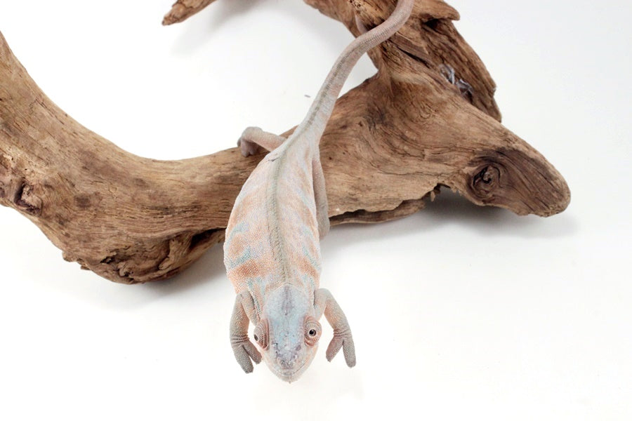 Nosy Be Panther Chameleon