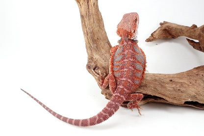 Red Hypo Blue Bar Bearded Dragon