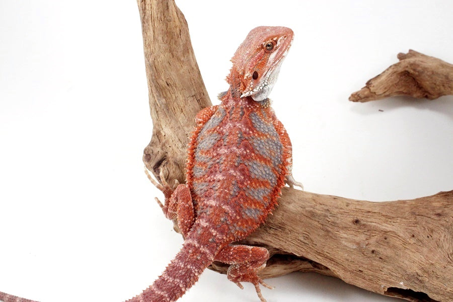 Red Hypo Blue Bar Bearded Dragon