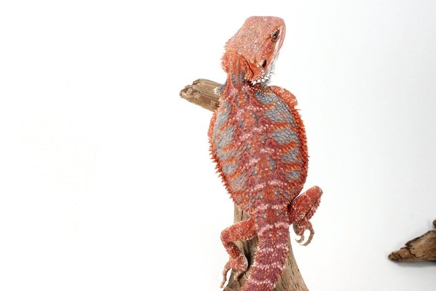 Red Hypo Blue Bar Bearded Dragon