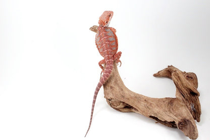 Red Hypo Blue Bar Bearded Dragon