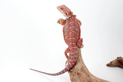 Red Hypo Blue Bar Bearded Dragon