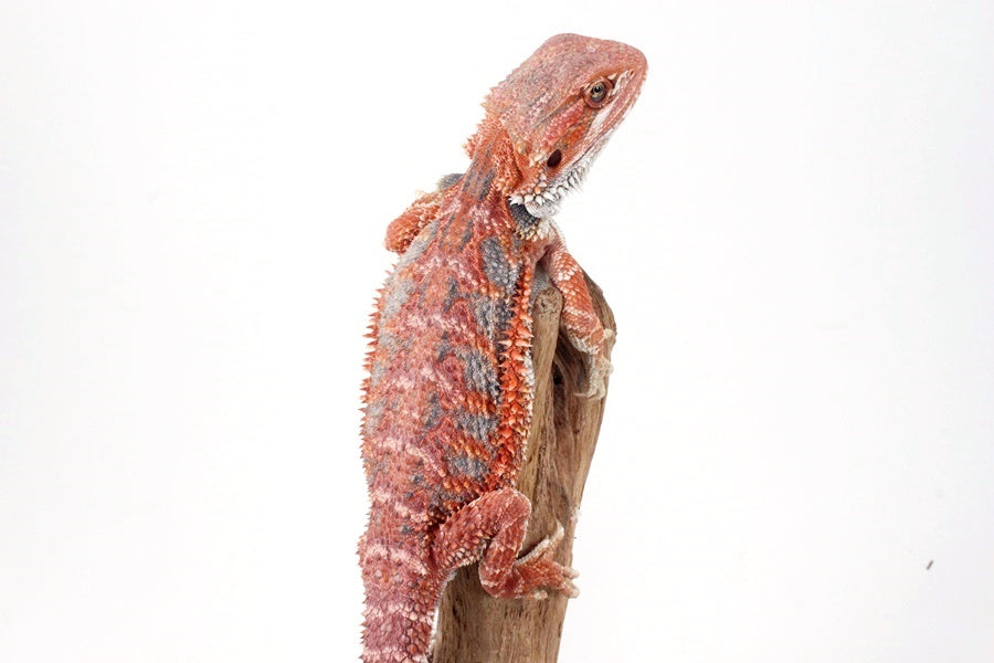 Red Hypo Blue Bar Bearded Dragon