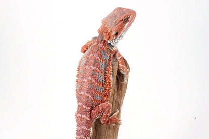 Red Hypo Blue Bar Bearded Dragon