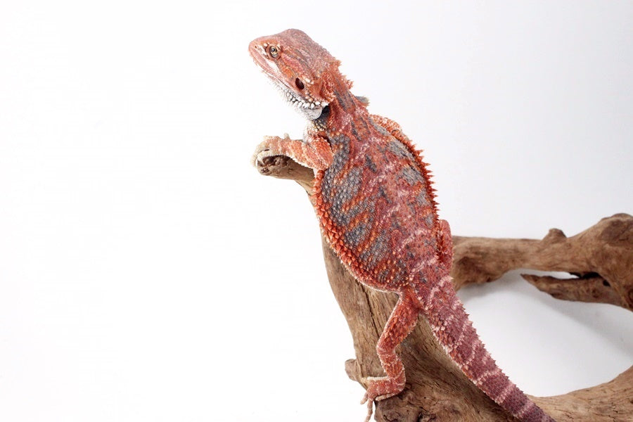 Red Hypo Blue Bar Bearded Dragon