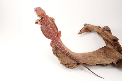 Red Hypo Blue Bar Bearded Dragon