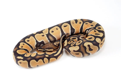 Orange Dream Hypo Ball Python