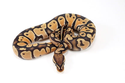 Orange Dream Hypo Ball Python