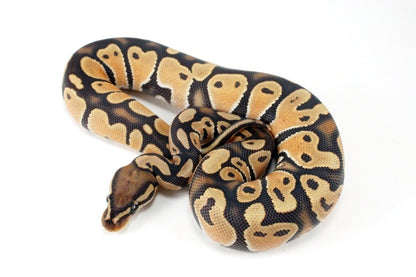 Orange Dream Hypo Ball Python