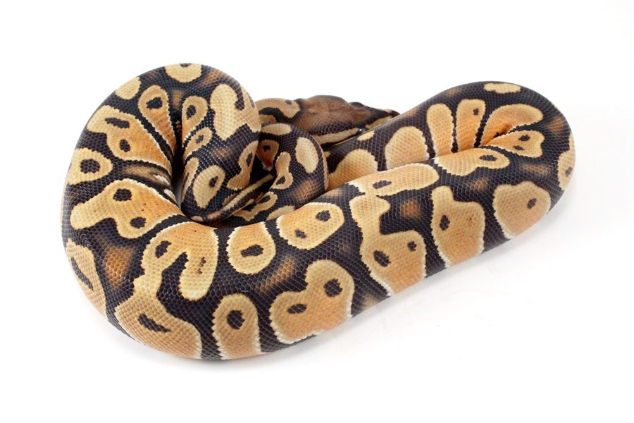 Orange Dream Hypo Ball Python
