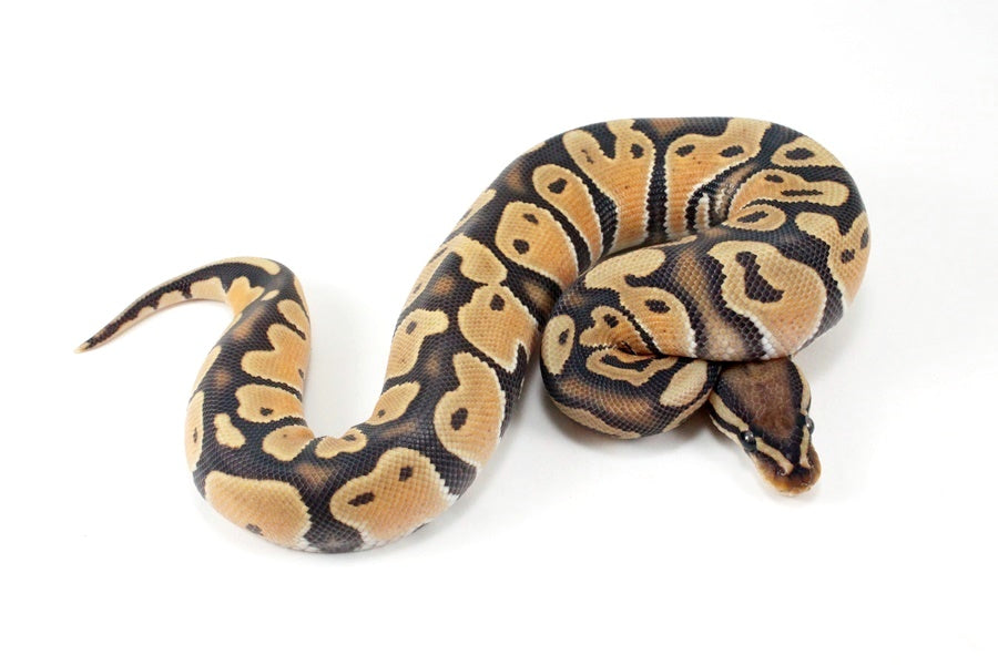 Orange Dream Hypo Ball Python