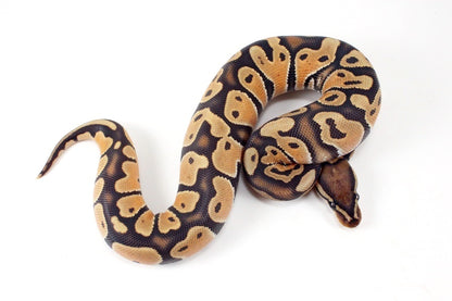 Orange Dream Hypo Ball Python