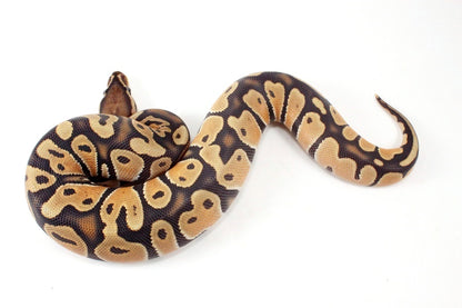 Orange Dream Hypo Ball Python