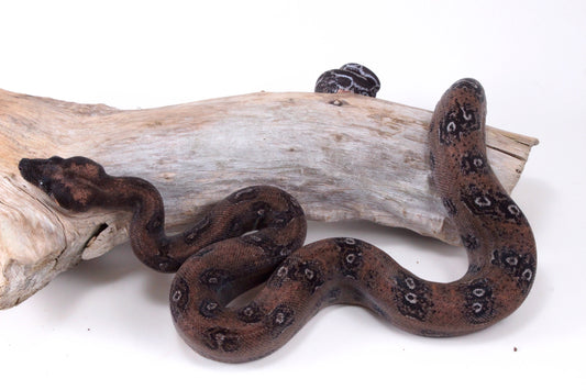 DH Leopard Boa
