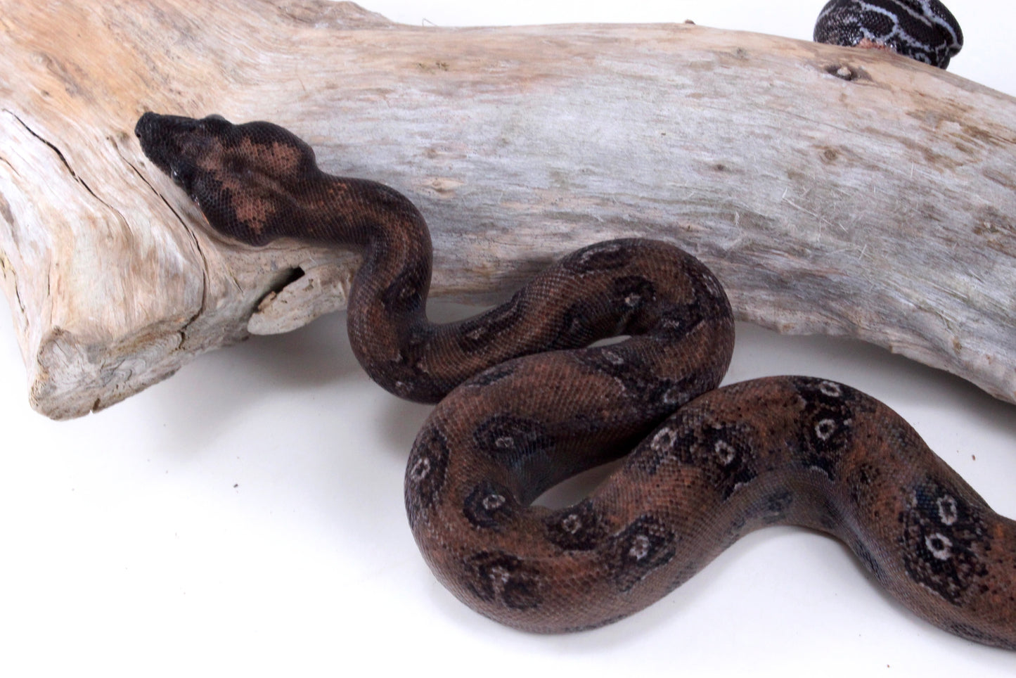 DH Leopard Boa