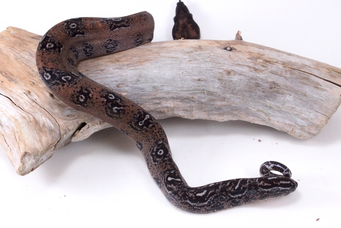 DH Leopard Boa