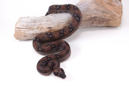 DH Leopard Boa