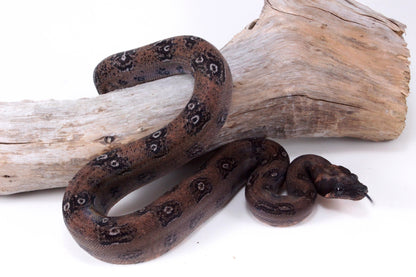 DH Leopard Boa