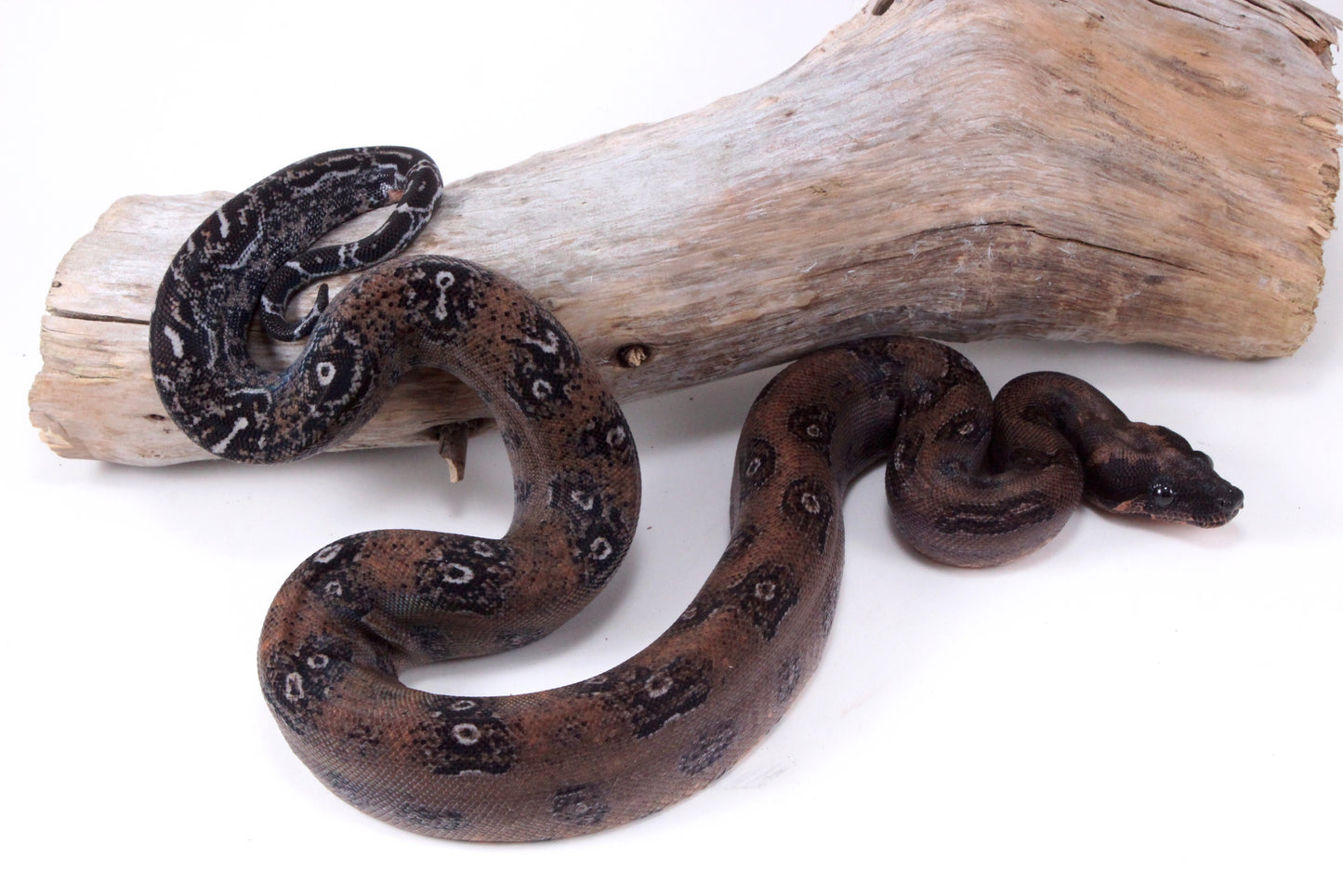 DH Leopard Boa