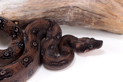 DH Leopard Boa