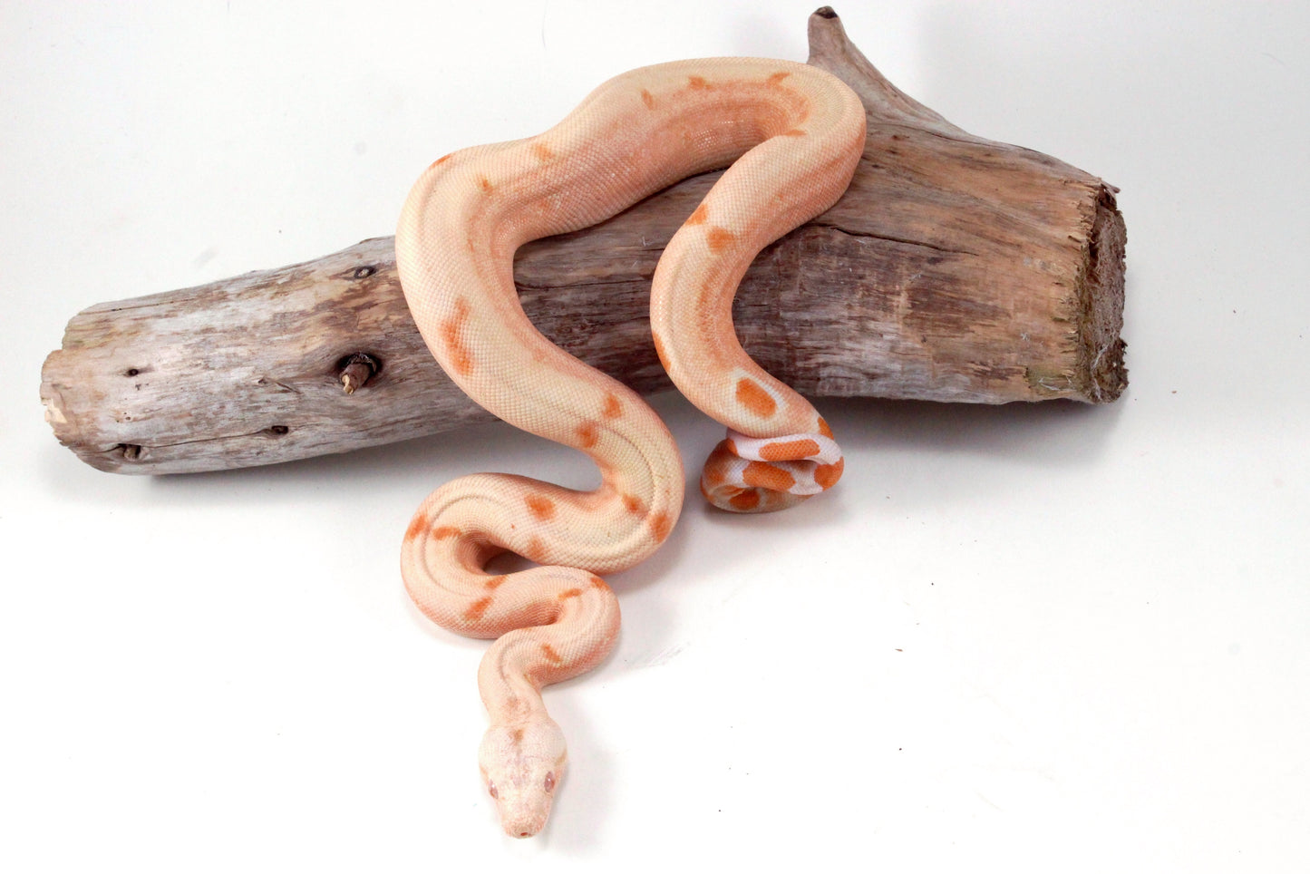 Sunglow Jungle DH Leopard Boa