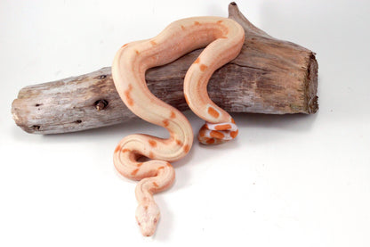 Sunglow Jungle DH Leopard Boa