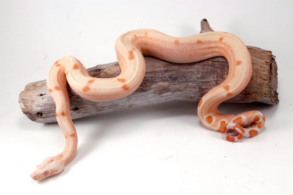 Sunglow Jungle DH Leopard Boa