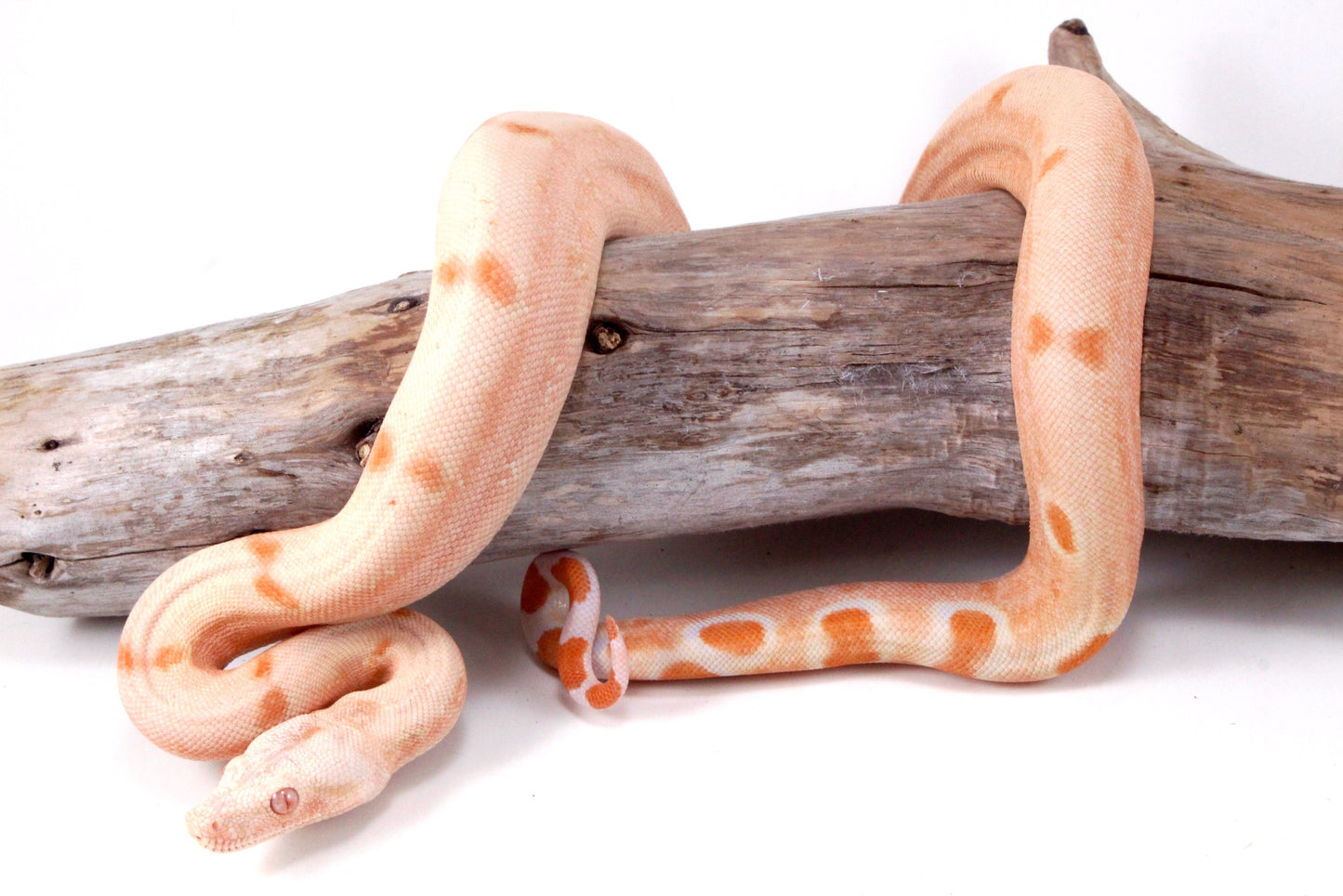 Sunglow Jungle DH Leopard Boa