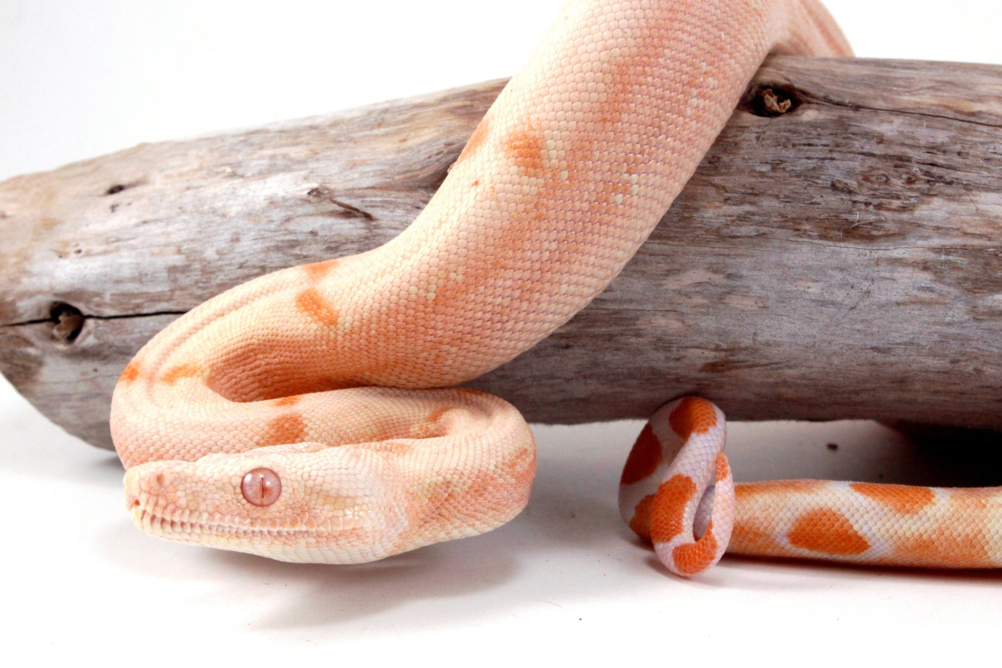 Sunglow Jungle DH Leopard Boa