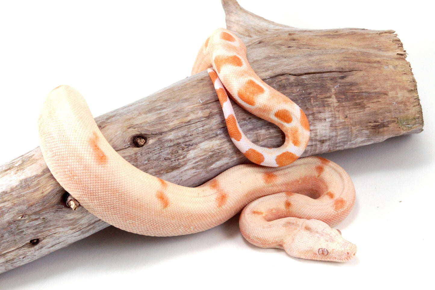 Sunglow Jungle DH Leopard Boa