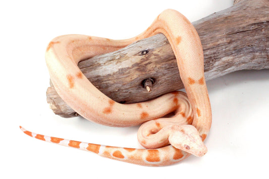 Sunglow Jungle DH Leopard Boa