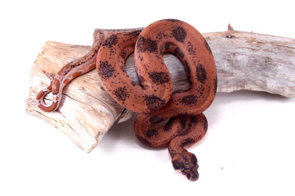 Hypo Orange Pastel DH Leopard Boa