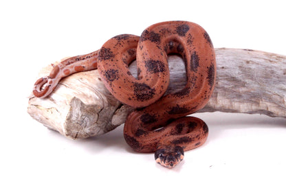 Hypo Orange Pastel DH Leopard Boa